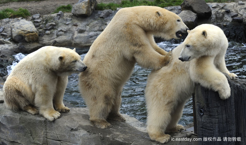 Смешные фотографии! Белые медведи стоят в очереди