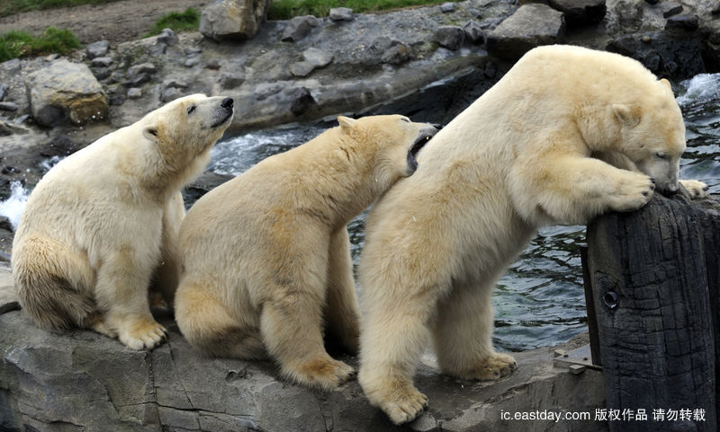 Смешные фотографии! Белые медведи стоят в очереди