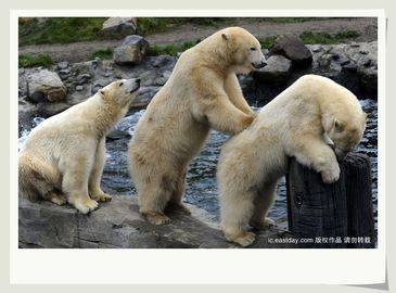 Смешные фотографии! Белые медведи стоят в очереди