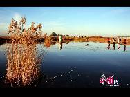 В заболоченной земле Чжалун простираются огромные камышовые болота. В 1992 году данная заболоченная земля была включена в список важных заболоченных земель мира.