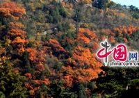Наступил наилучший период для любования красными листьями на горе Сяншань