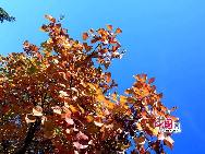 Любование красными листьями на 22-м Фестивале красных листьев в горах Сяншань