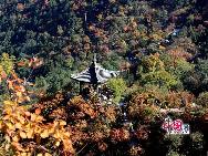 Любование красными листьями на 22-м Фестивале красных листьев в горах Сяншань
