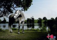 Лошади в объективе английского фотографа