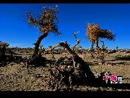 Евратские тополя, даже когда они уже мертвы, продолжают стоять в пустыне. Их странные формы образуют оригинальную красоту.