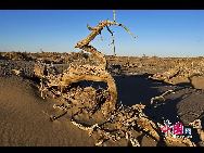 Евратские тополя, даже когда они уже мертвы, продолжают стоять в пустыне. Их странные формы образуют оригинальную красоту.
