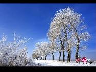 После продолжительного снегопада, 19 ноября в городе Дацин провинции Хэйлунцзян образовалась красивая изморозь. В белую изморозь облачились деревья и степи, что создало сказочный серебряный мир для людей.