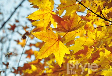 Красивые листья ликвидамбара в объективе фотографа 3