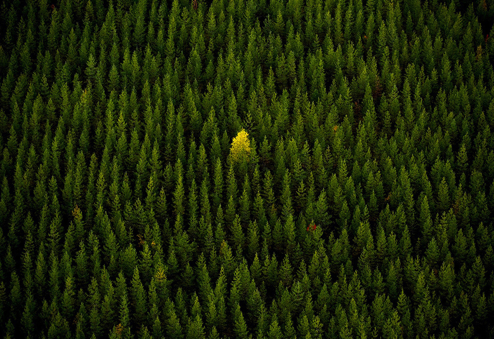 Замечательные снимки журнала «National Geographic» 2010 года