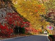 Прелестное разнообразие осенней листвы в горах Мяофэншань близ Пекина 
