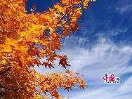 Прелестное разнообразие осенней листвы в горах Мяофэншань близ Пекина 