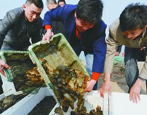 Урожай морских огурцов в городе Дунъин провинции Шаньдун