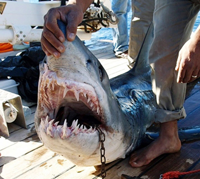 Пострадавшим от укуса акул россиянам в Египте ампутировали конечности