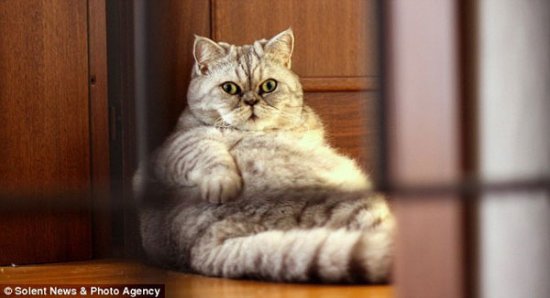 Фотографии толстой кошки Джули из Италии