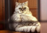 Фотографии толстой кошки Джули из Италии