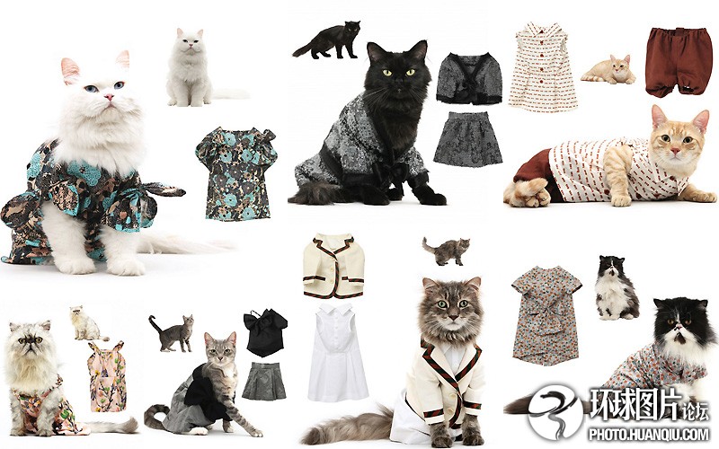 Оригинальный календарь с фотографиями кошек на 2011 г.1