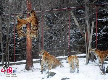 Самый большой в мире центр разведения уссурийских тигров – Парк уссурийский тигров в Харбине