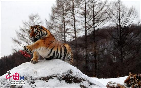 Самый большой в мире центр разведения уссурийских тигров – Парк уссурийский тигров в Харбине
