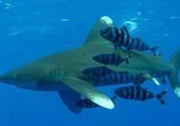 На россиян и немецкую туристку в Египте нападала одна акула
