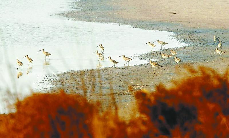 Участники Всекитайского конкурса фотографий птиц в дельте реки Хуанхэ