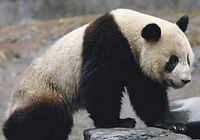 'Олимпийская' большая панда Ланлан скончалась от эпилептического приступа