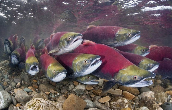 Канадская «Волна лососей» в фотообъективе 