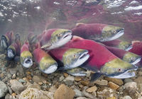 Канадская «Волна лососей» в фотообъективе