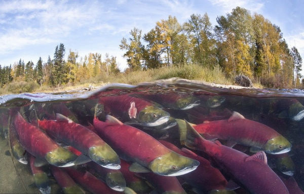 Канадская «Волна лососей» в фотообъективе 