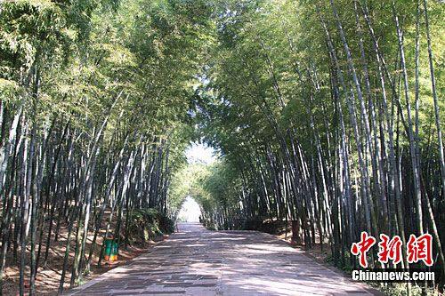 Популярная зимняя достопримечательность – море бамбука на юге провинции Сычуань