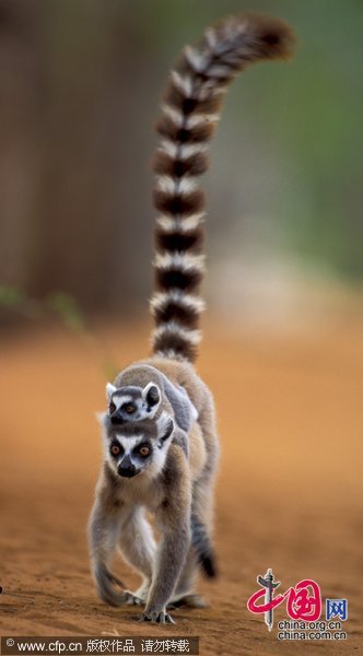 Волшебная страна Мадагаскар в объективе фотографа Ника Гарбутта