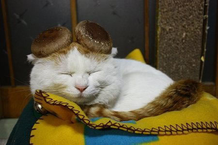  Забавные головные украшения кошек