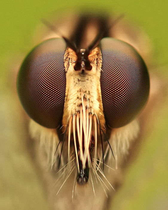 Прекрасные творения микросъемки насекомых в объективе фотографа Aндиян Лутфи