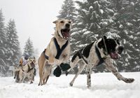 Интересные гонки на собачьих упряжках в Альпах