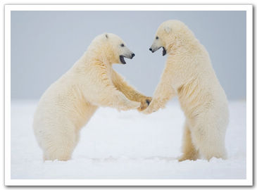 Симпатичные белые медведи в объективах фотографов