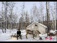 Они представляют оригинальное культурное явление – культуру северных оленей.