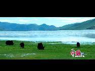 Красота тибетского озера Cho Yong