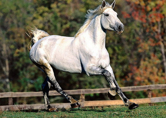 Чудесная ферганская лошадь! 