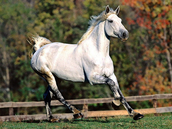 Чудесная ферганская лошадь! 