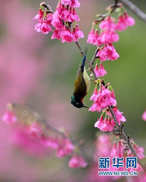 Ранняя весна в Гуанчжоу