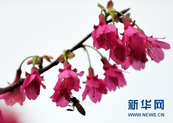 Ранняя весна в Гуанчжоу