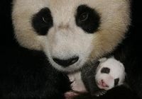 Взросление детеныша панды Таотао в фотографиях