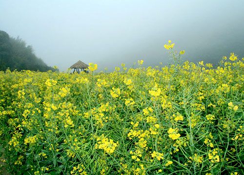 6 мест Китая для любования цветами ранней весной 