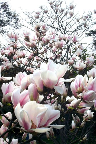 6 мест Китая для любования цветами ранней весной 