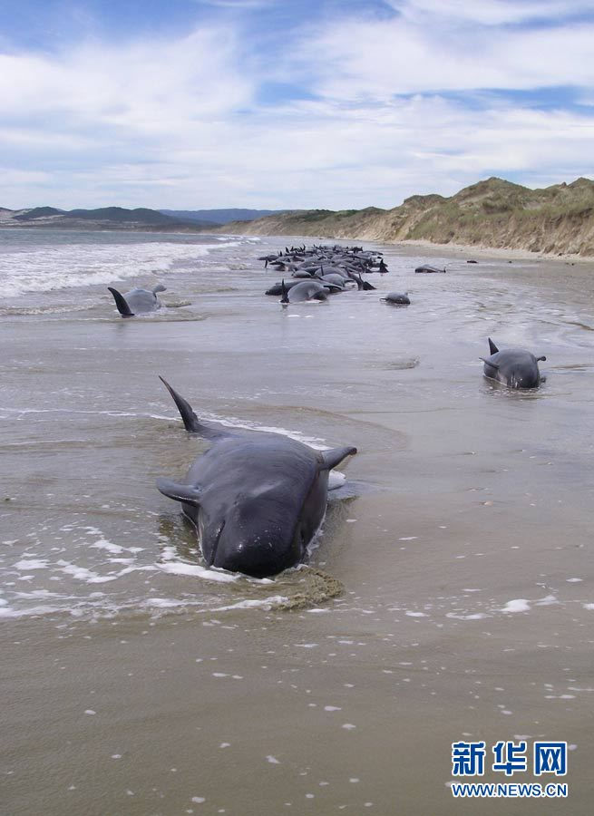120 китов погибли на острове Стюарта в Новой Зеландии, выбросившись на сушу