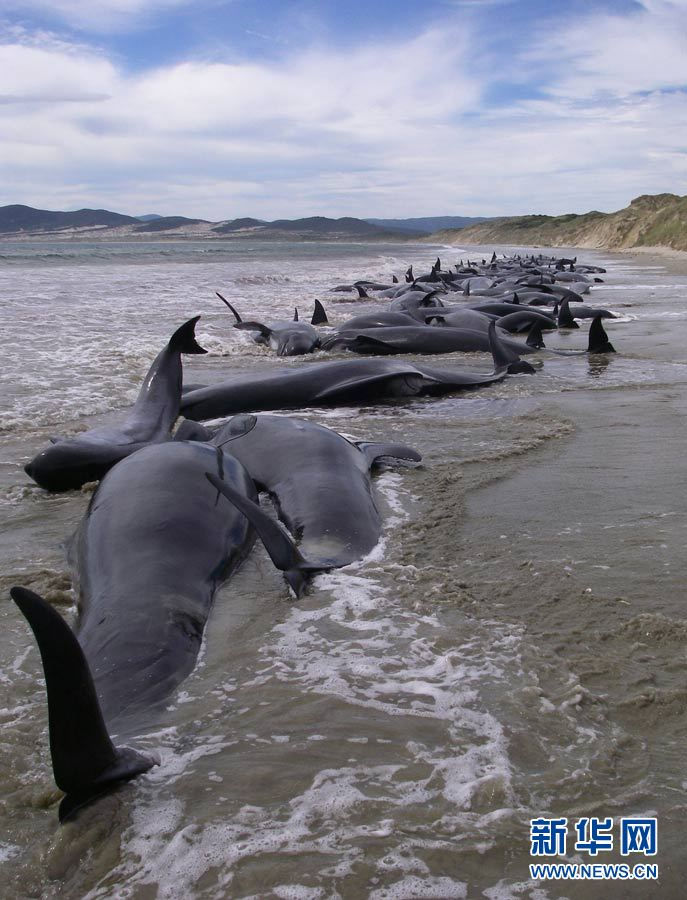 120 китов погибли на острове Стюарта в Новой Зеландии, выбросившись на сушу