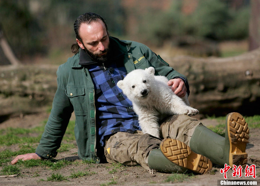 Белый медведь Кнут в Германии погиб в результате несчастного случая