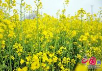 Распускающиеся весной цветы рапса в г. Ухань провинции Хубэй