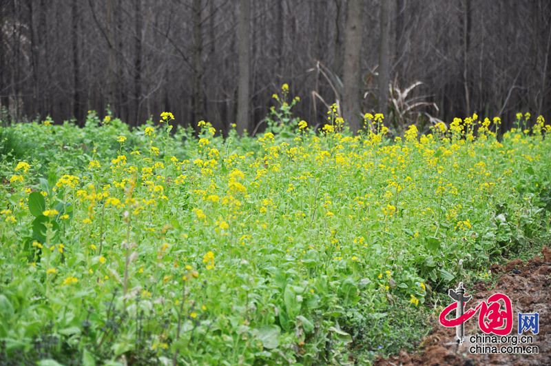 Распускающиеся весной цветы рапса в г. Ухань провинции Хубэй