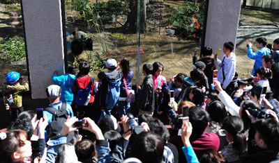 Японцы выстаивают огромную очередь, чтобы посмотреть на китайских панд