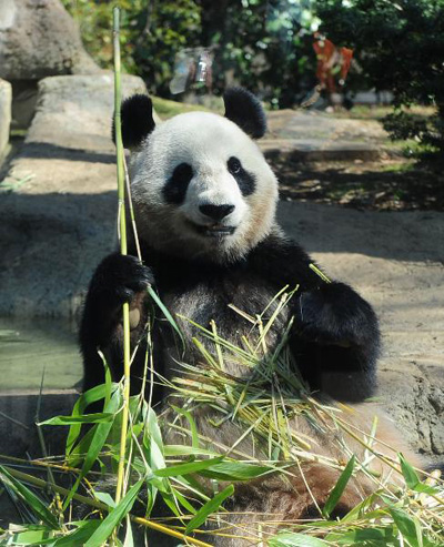 Японцы выстаивают огромную очередь, чтобы посмотреть на китайских панд